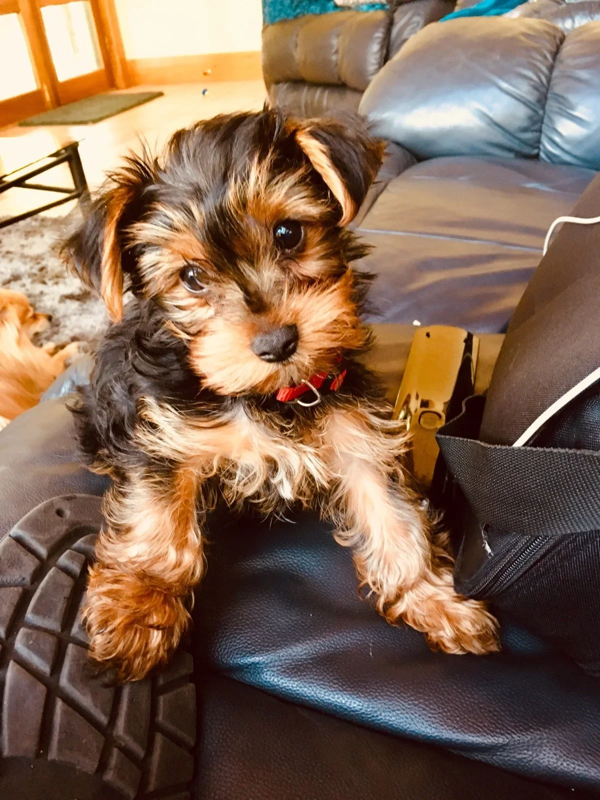 Baby Frodo