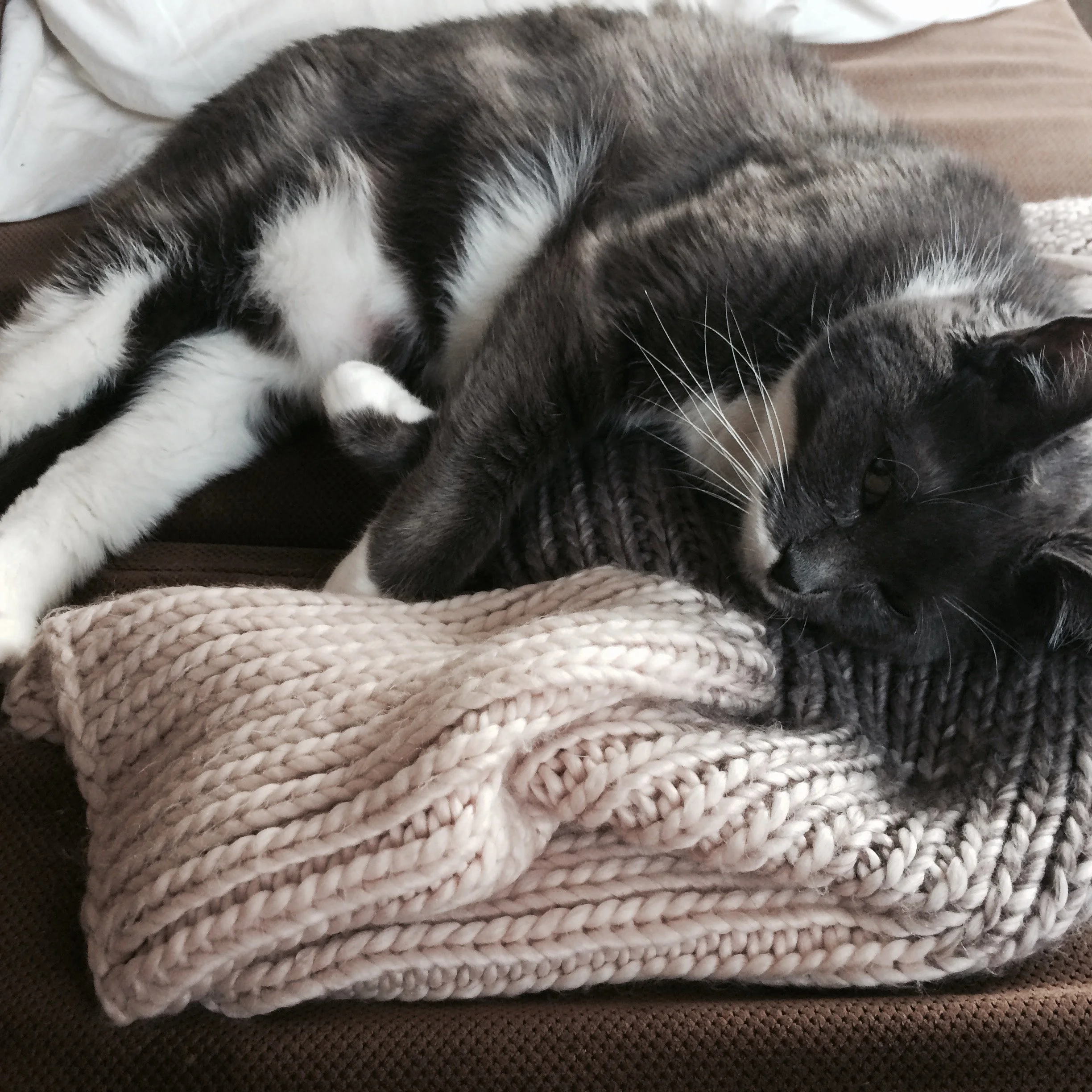 Angel in shrimp pose