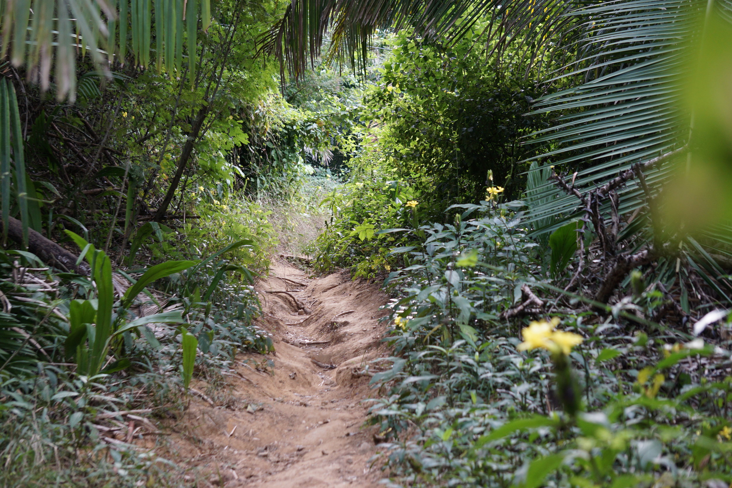 sayulita running jungle paths