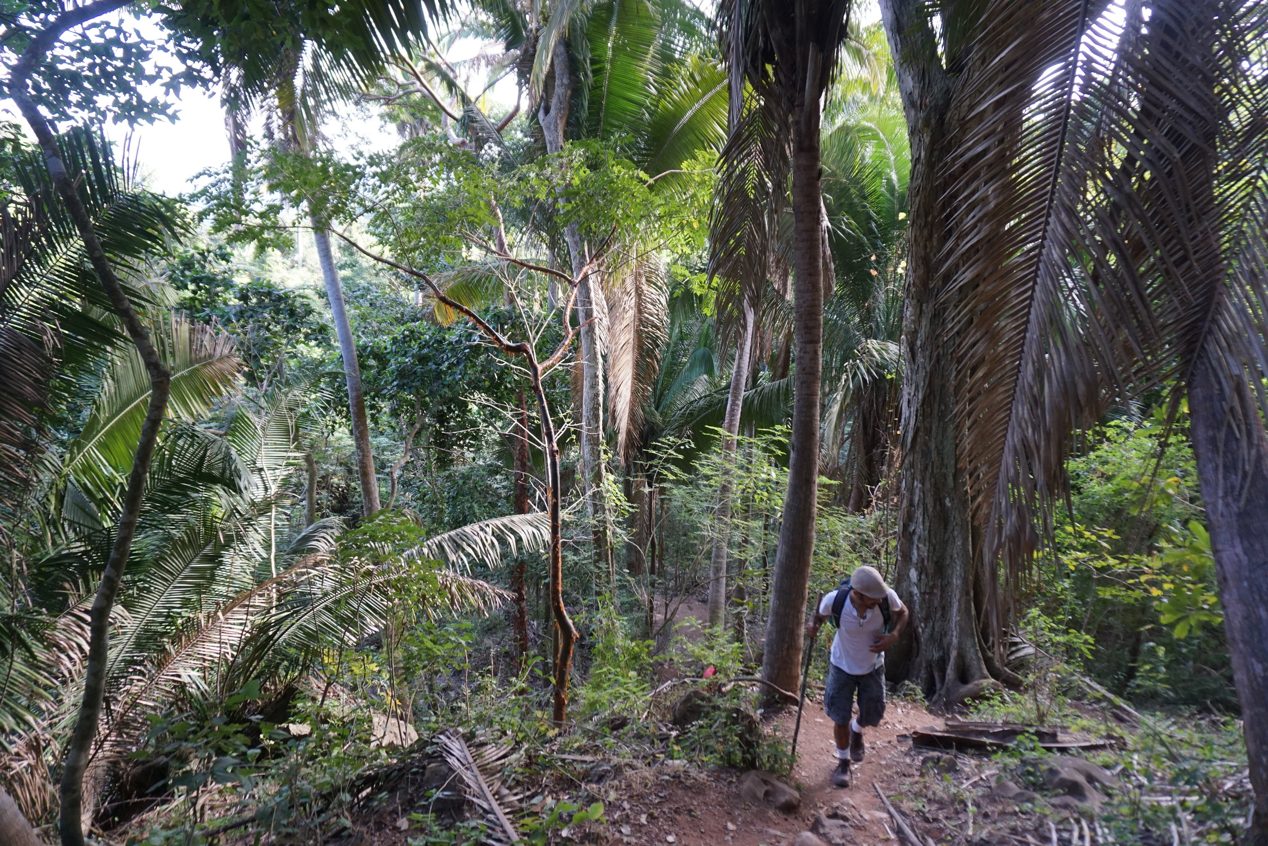 climbing monkey mountain sayulita running