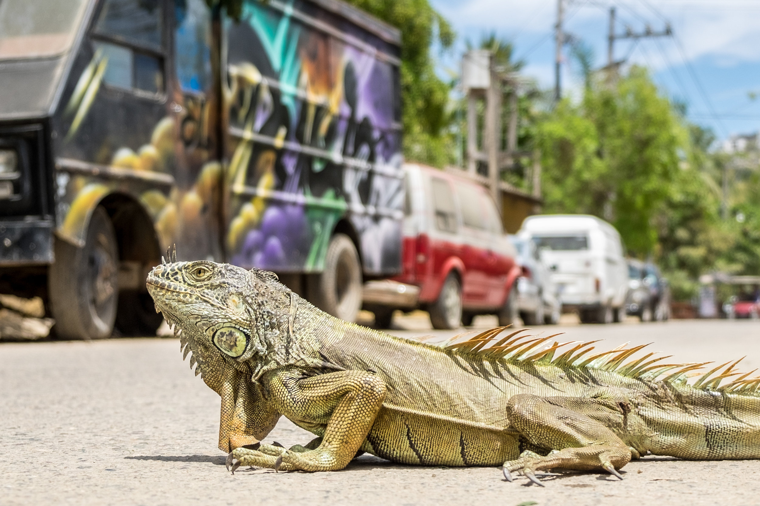 Sayulita iguana