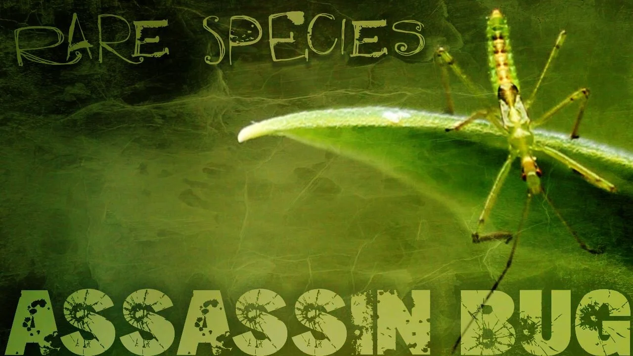 assasin.jpg