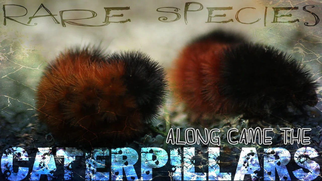 Caterpillar Thumb.jpg