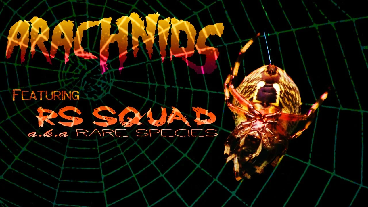 spiders thumb.jpg
