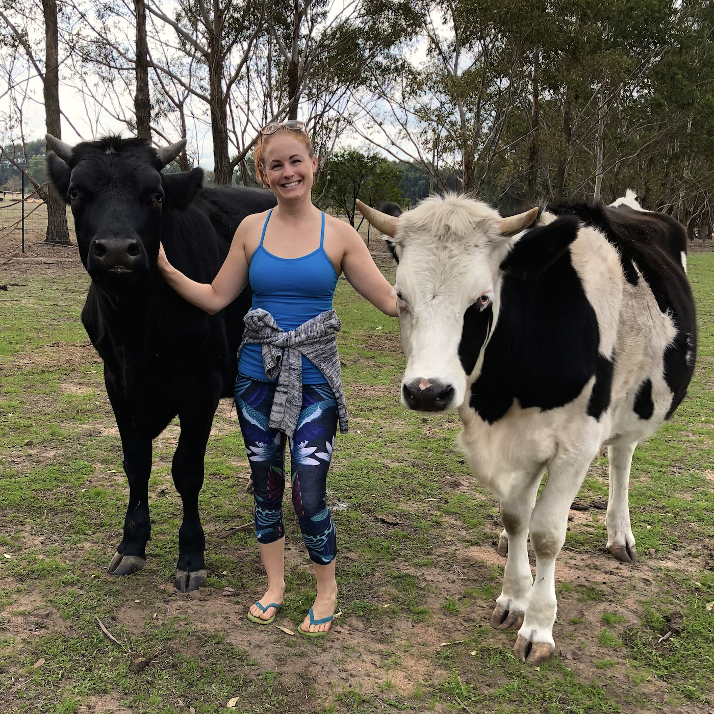 goat-yoga-pasture-vinyasa-flow-cows.jpg