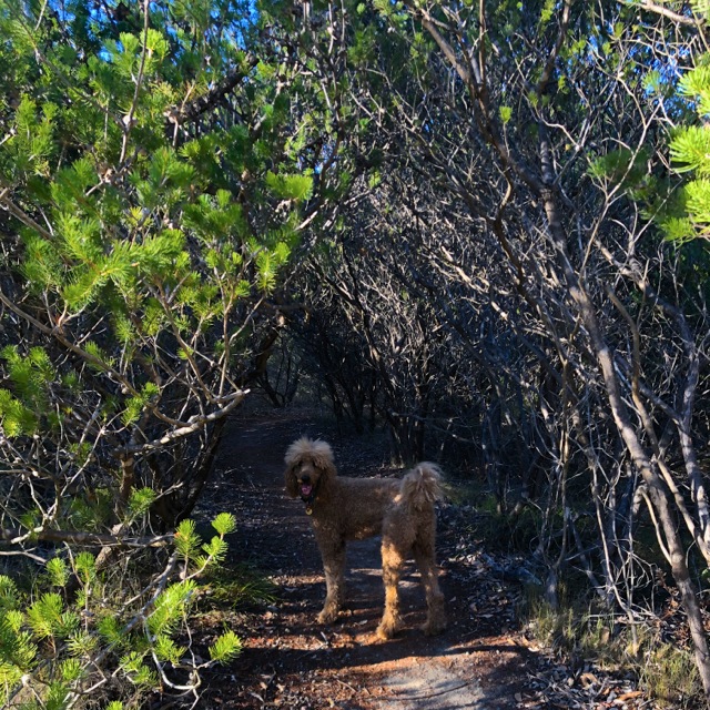 happy-dog-ellis-brook-quarry-yoga-hike-hiking-yiking-yike-perth.jpg