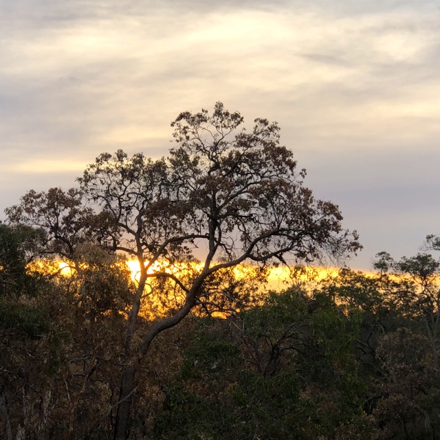 sunset-through-trees-yoga-hike-yiking-perthyikes.jpg