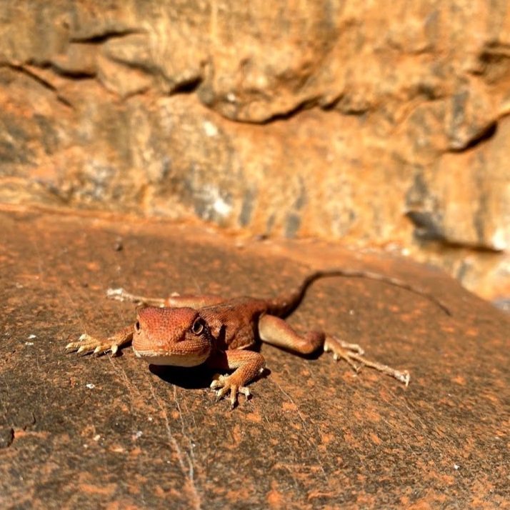 karijini-yoga-pilates-hiking-canyoning-adventure-retreat-lizard-close-up.jpg