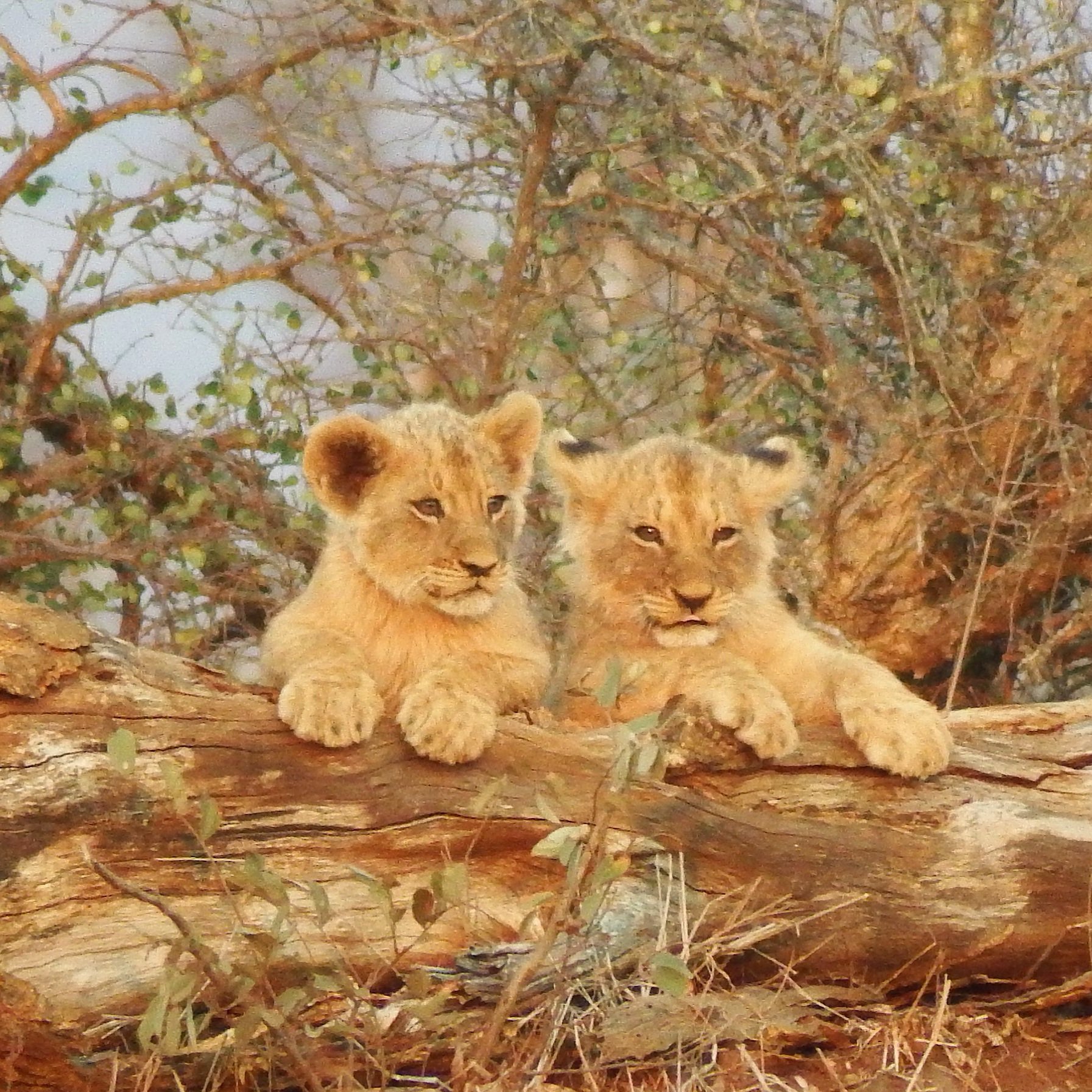 Lion+cubs+Africa+Safari+Yoga+Retreat.jpg