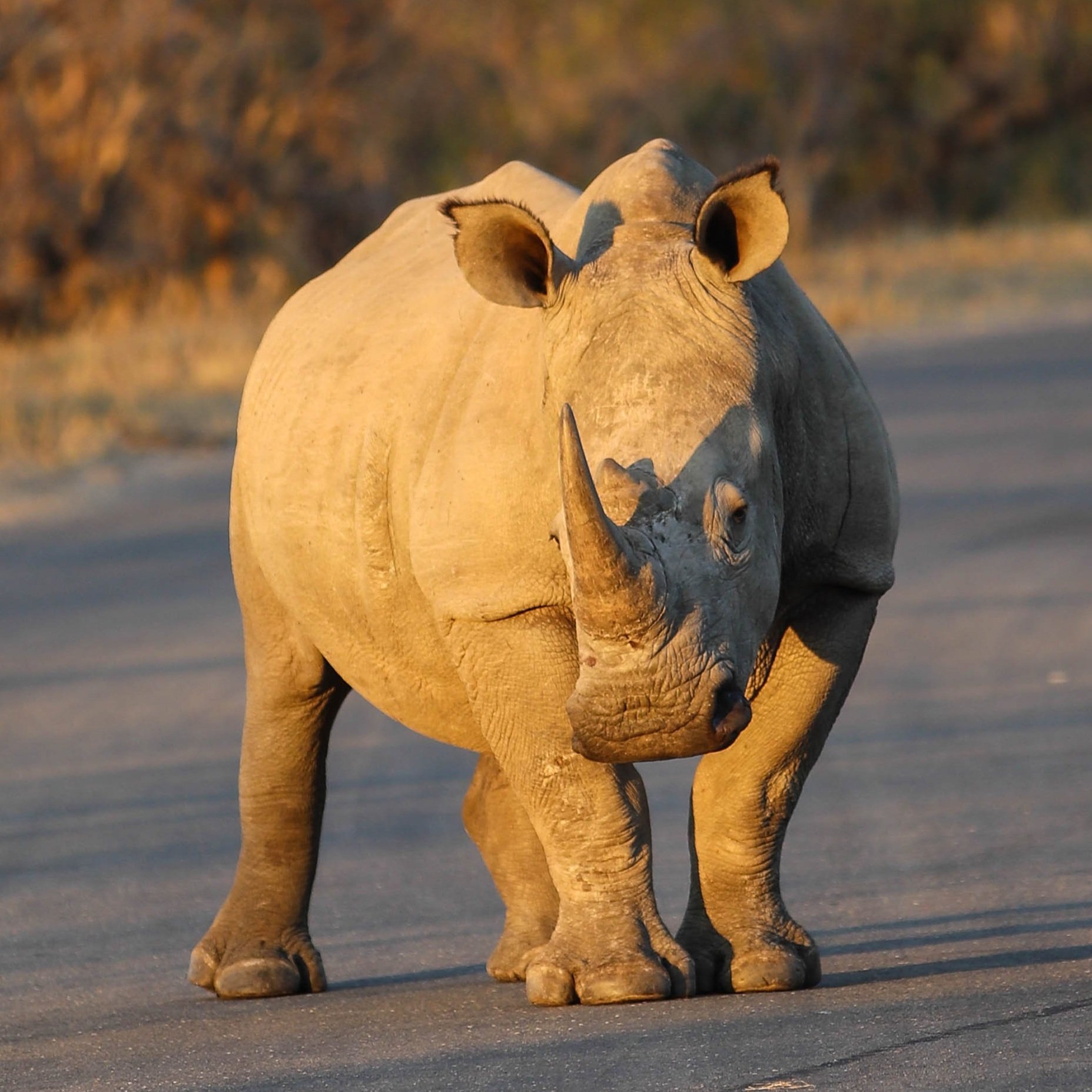 Rhino+on+road+Africa+Safari+Yoga+Retreat.jpg