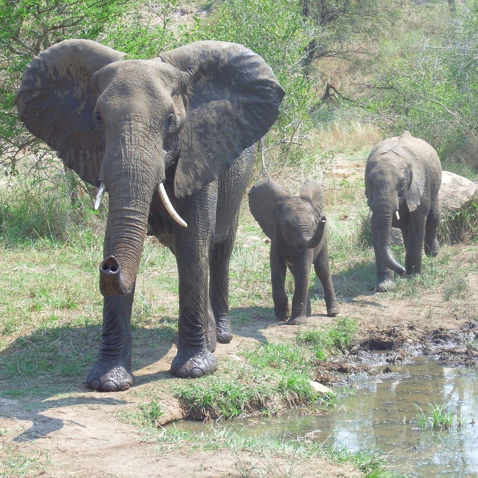 Elephant+babies+Africa+Safari+Yoga+Retreat.jpg