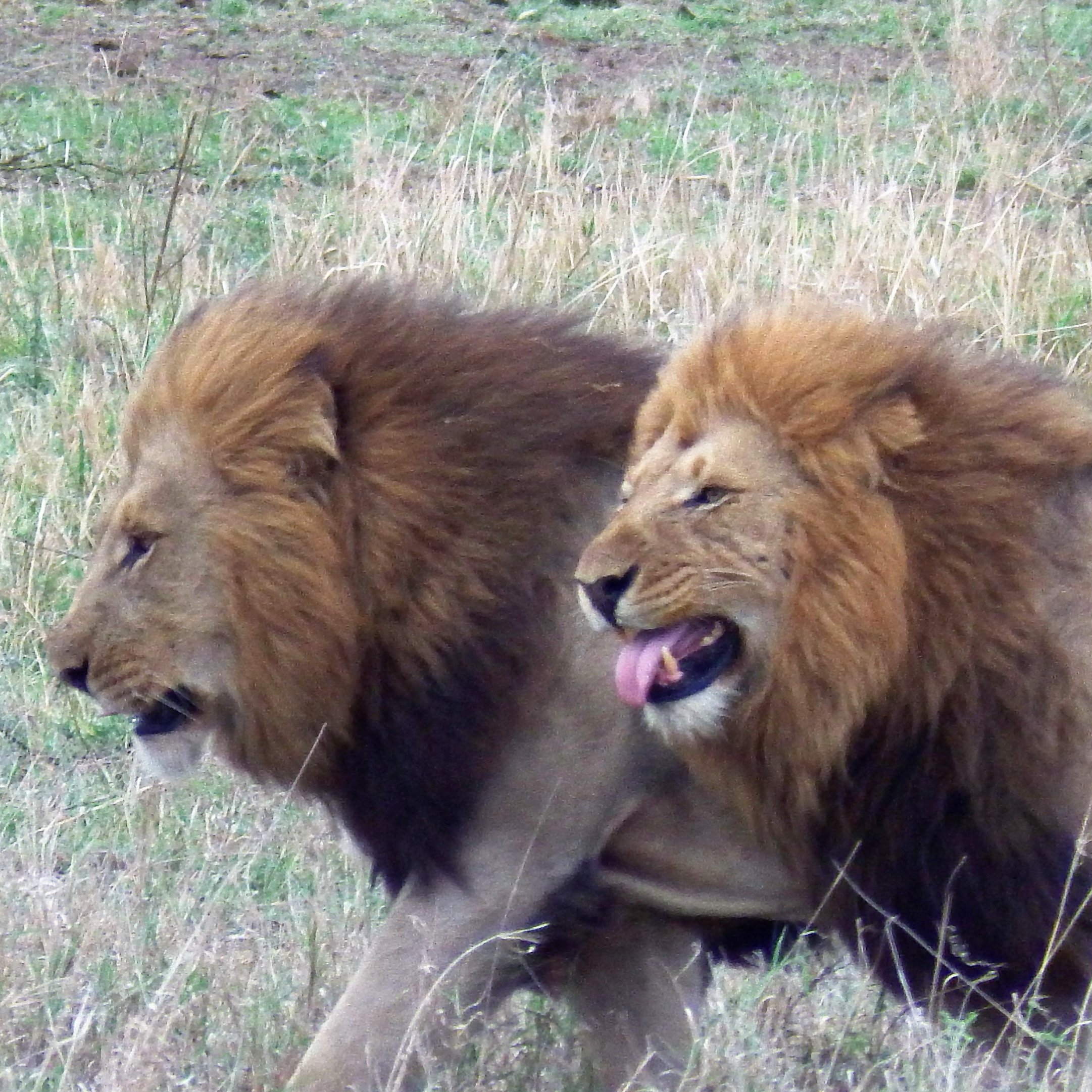 Lions+Africa+Safari+Yoga+Retreat.jpg