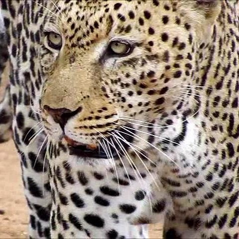 Leopard+face+on+Africa+Safari+Yoga+Retreat.jpg