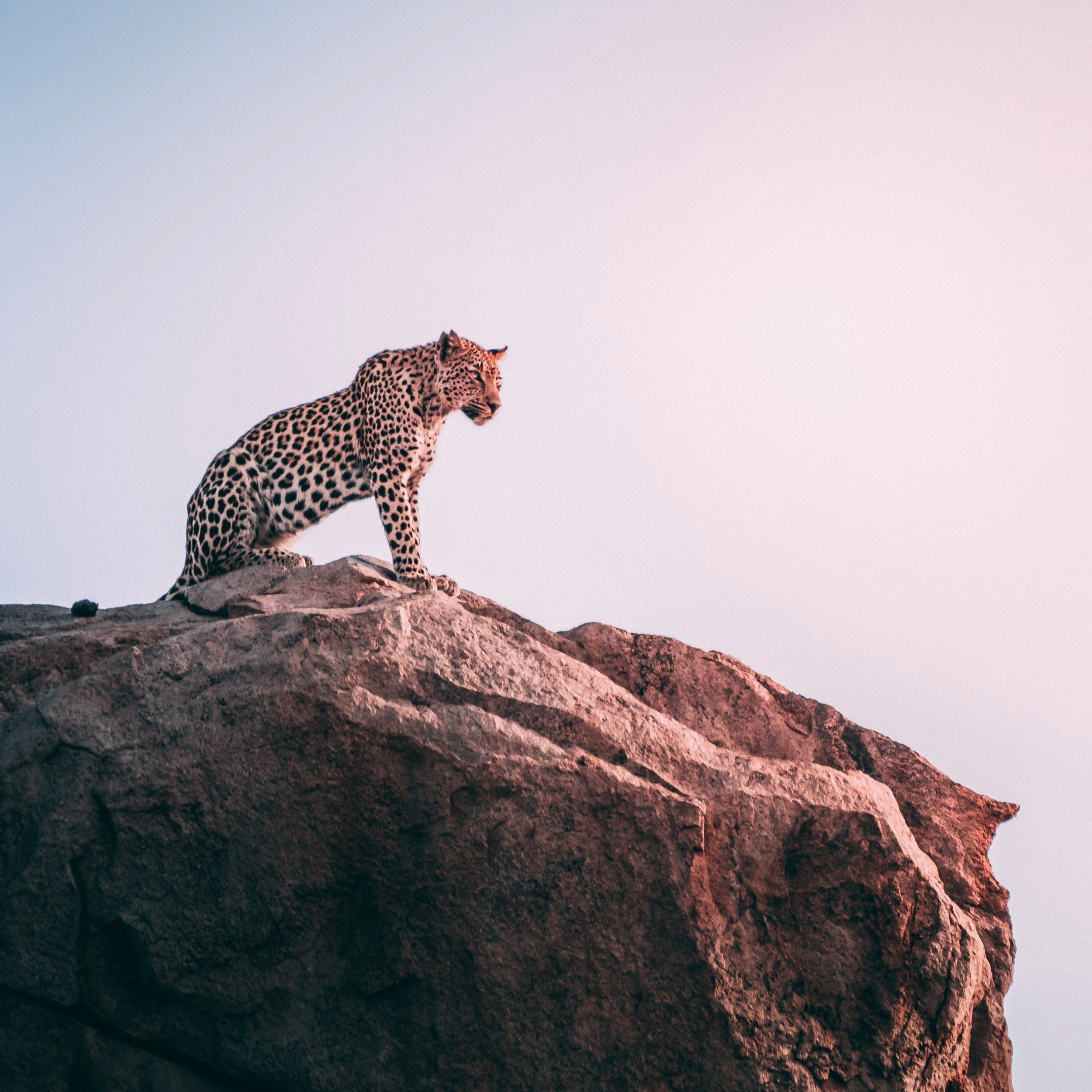 leopard+unsplash.jpg