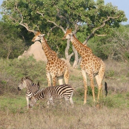 Giraffes+and+zebra.jpg