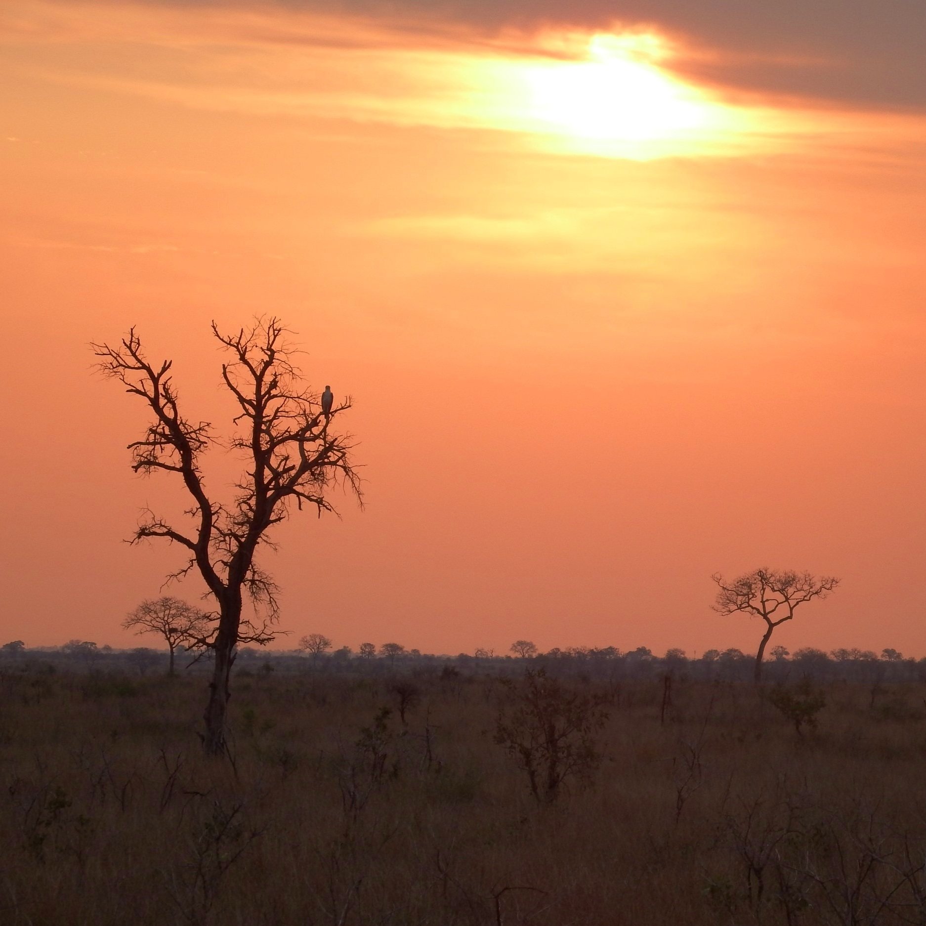 Safari+sunset+Africa+Safari+Yoga+Retreat.jpg