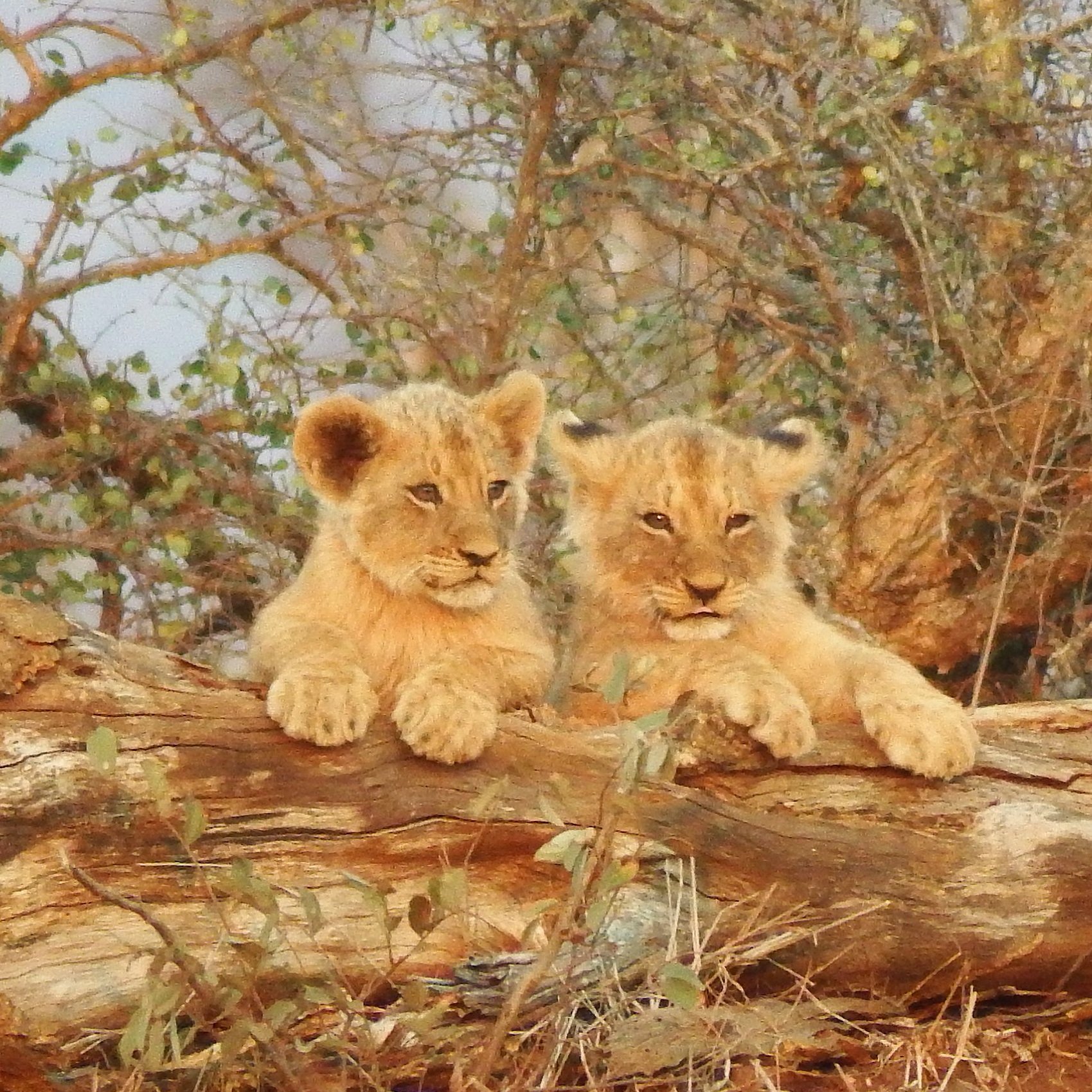 Lion+cubs+Africa+Safari+Yoga+Retreat.jpg