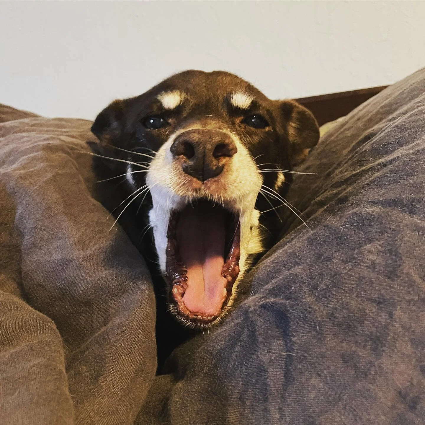 The weather outside is frightful but mom&rsquo;s pillows are so delightful.  Hope to see all of you. I will be braving whatever weather decided to show up. See y&rsquo;all today ❤️❤️❤️
