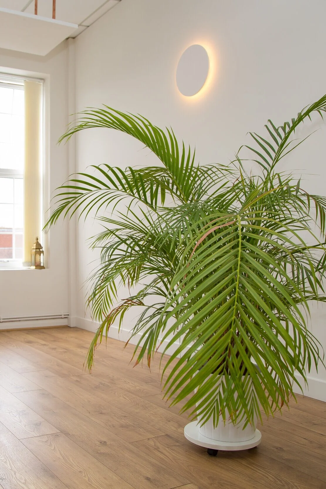 Tropical plants thrive in Sun studio