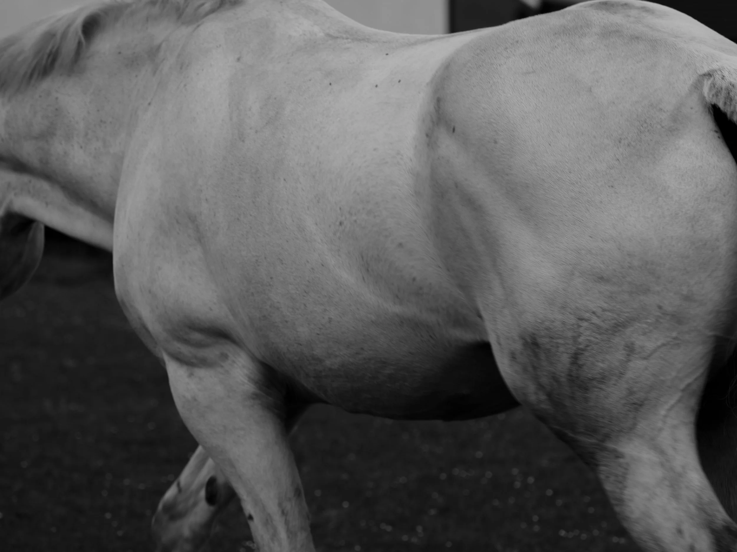 Horse+FA+TEST-1-2.jpg