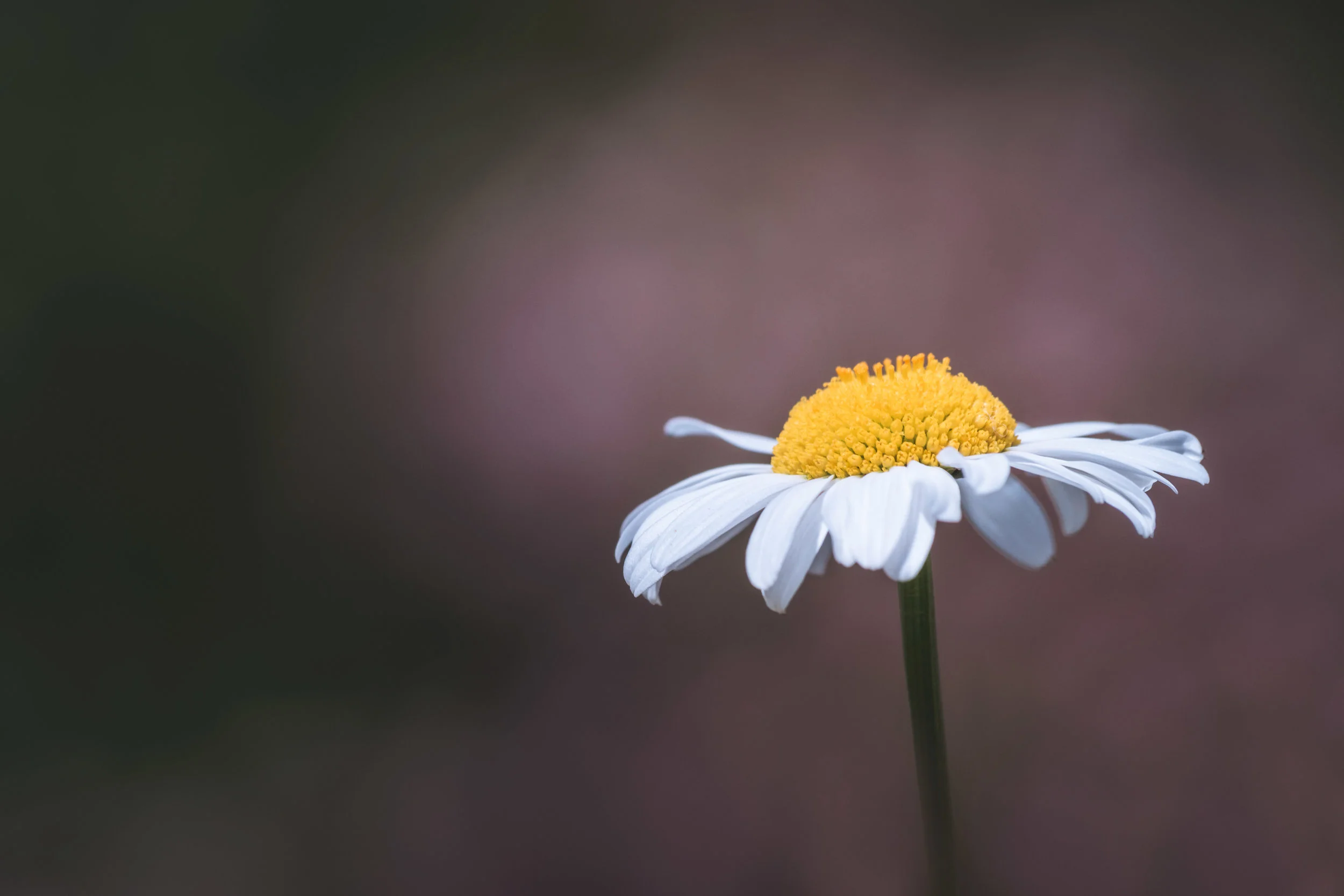 Solitude