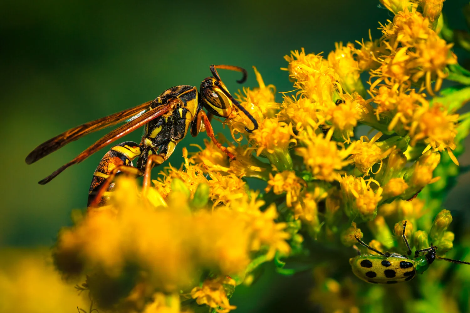 Autumn Wasp.jpg