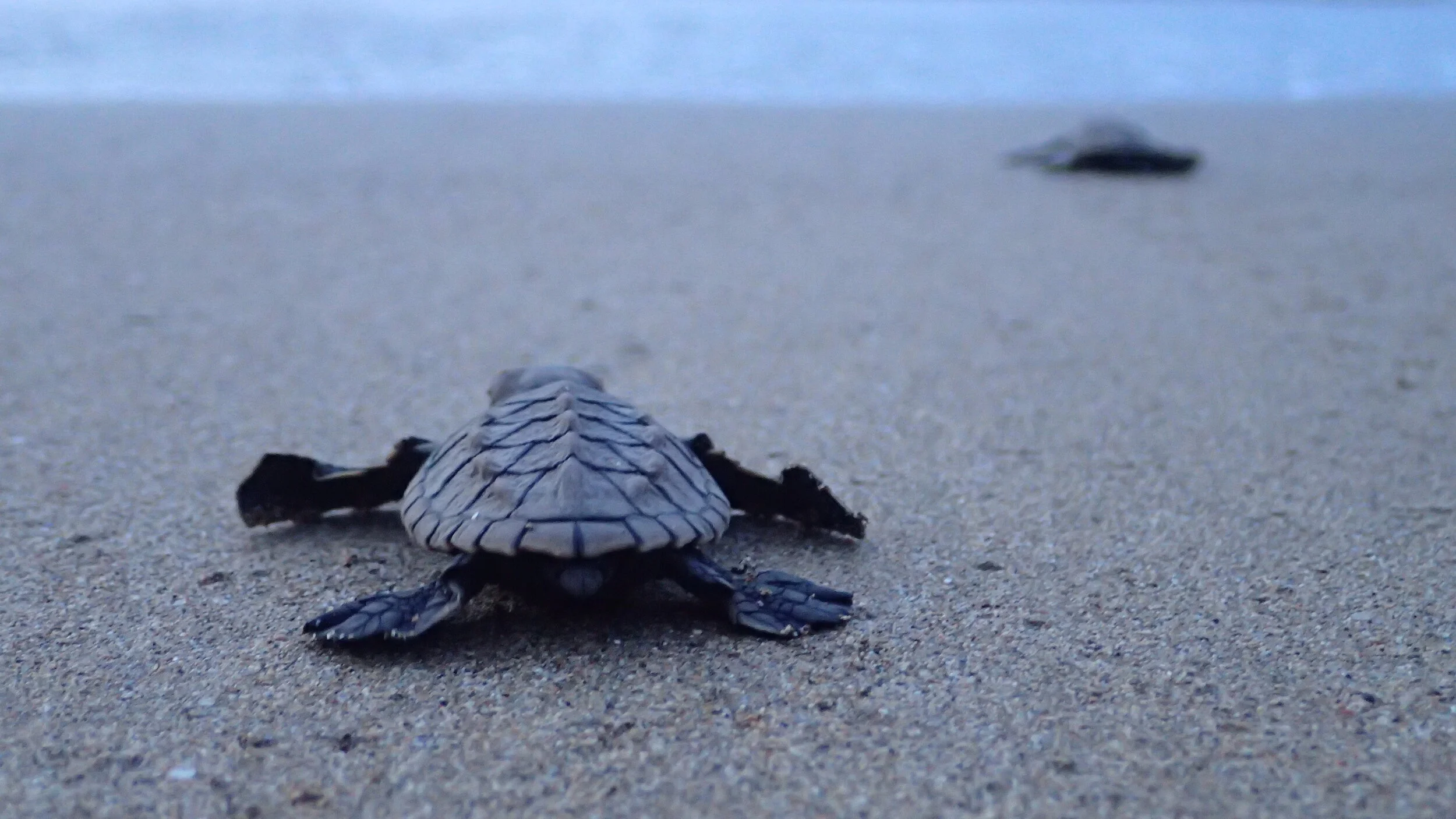 Turtles Island Principe.jpeg