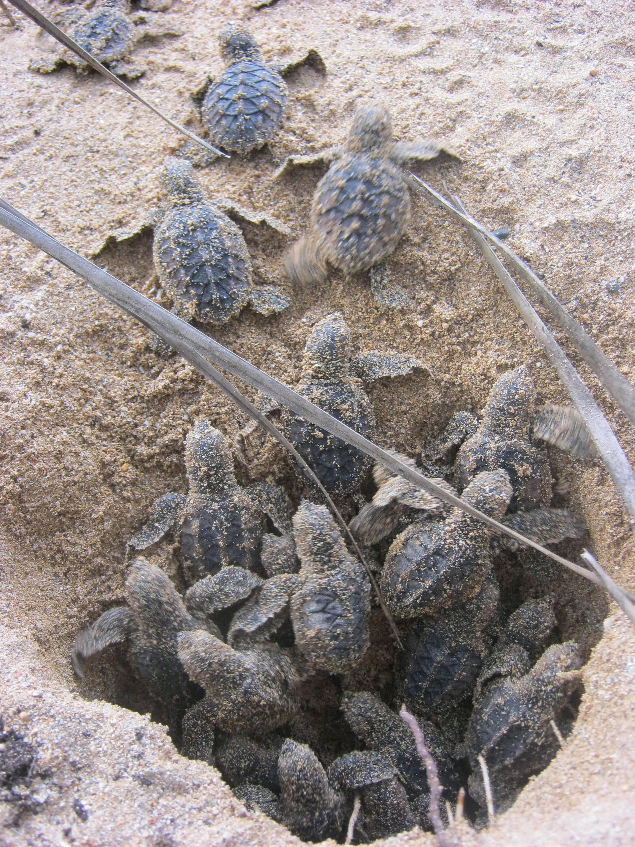 Mais de 95 mil filhotes de tartarugas marinhas libertadas ao mar em 2020/21 