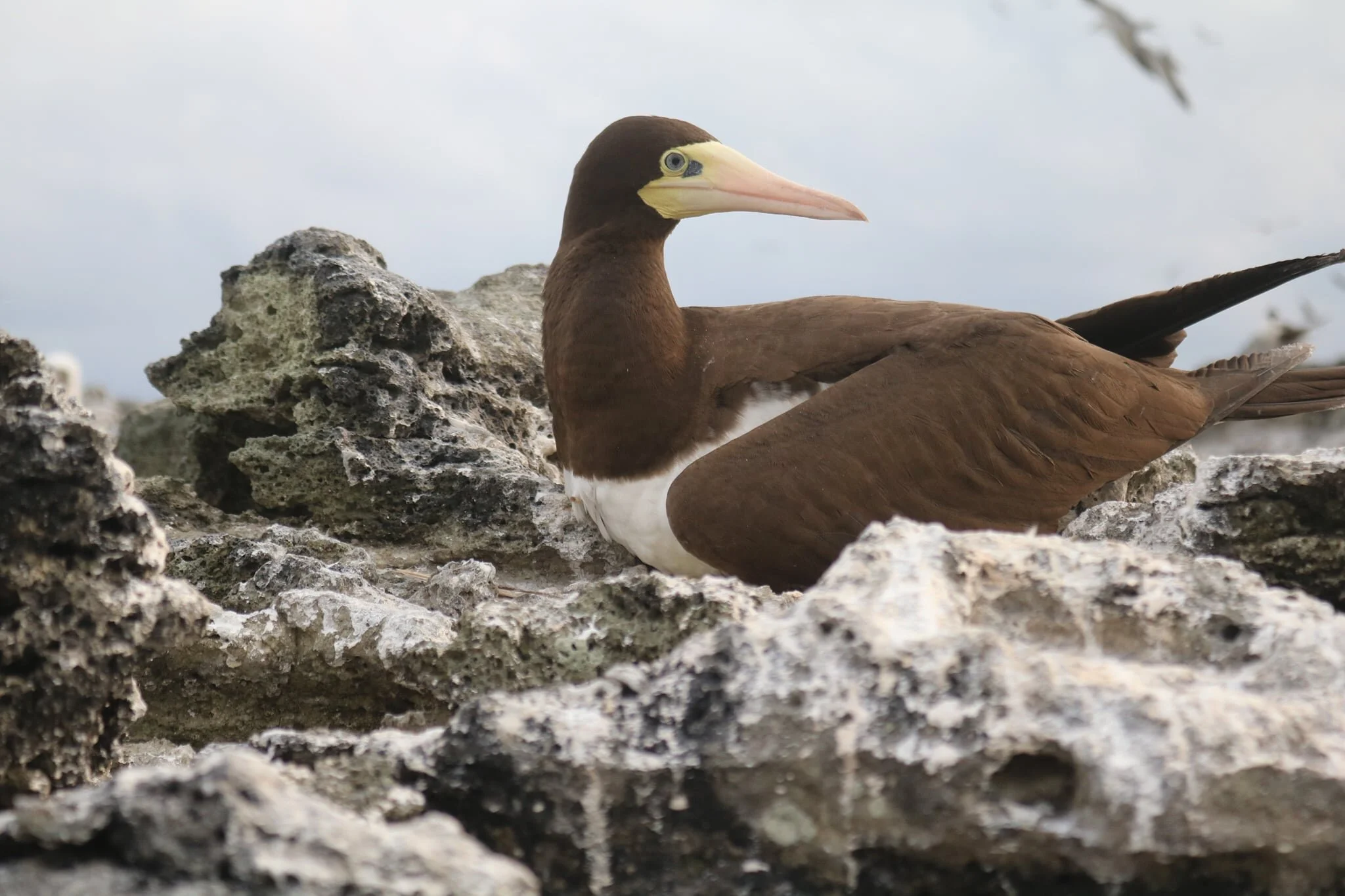 Novo estudo mostra áreas de alimentação e dieta do Pato-Marinho