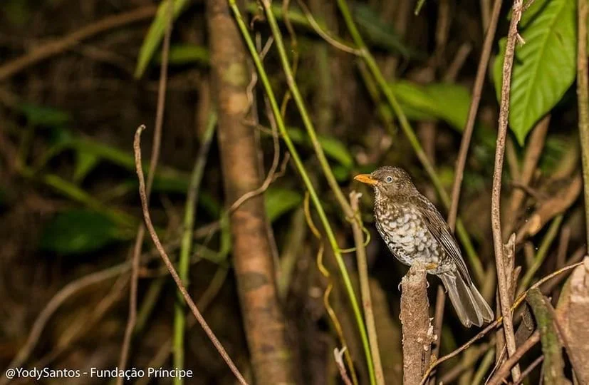 Estudos divulgados na revista Oryx revelam a necessidade urgente para preservação do Tordo do Príncipe