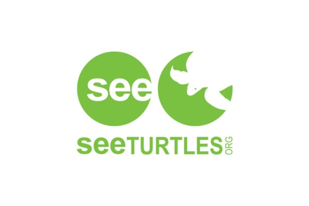 see+turtles.jpg