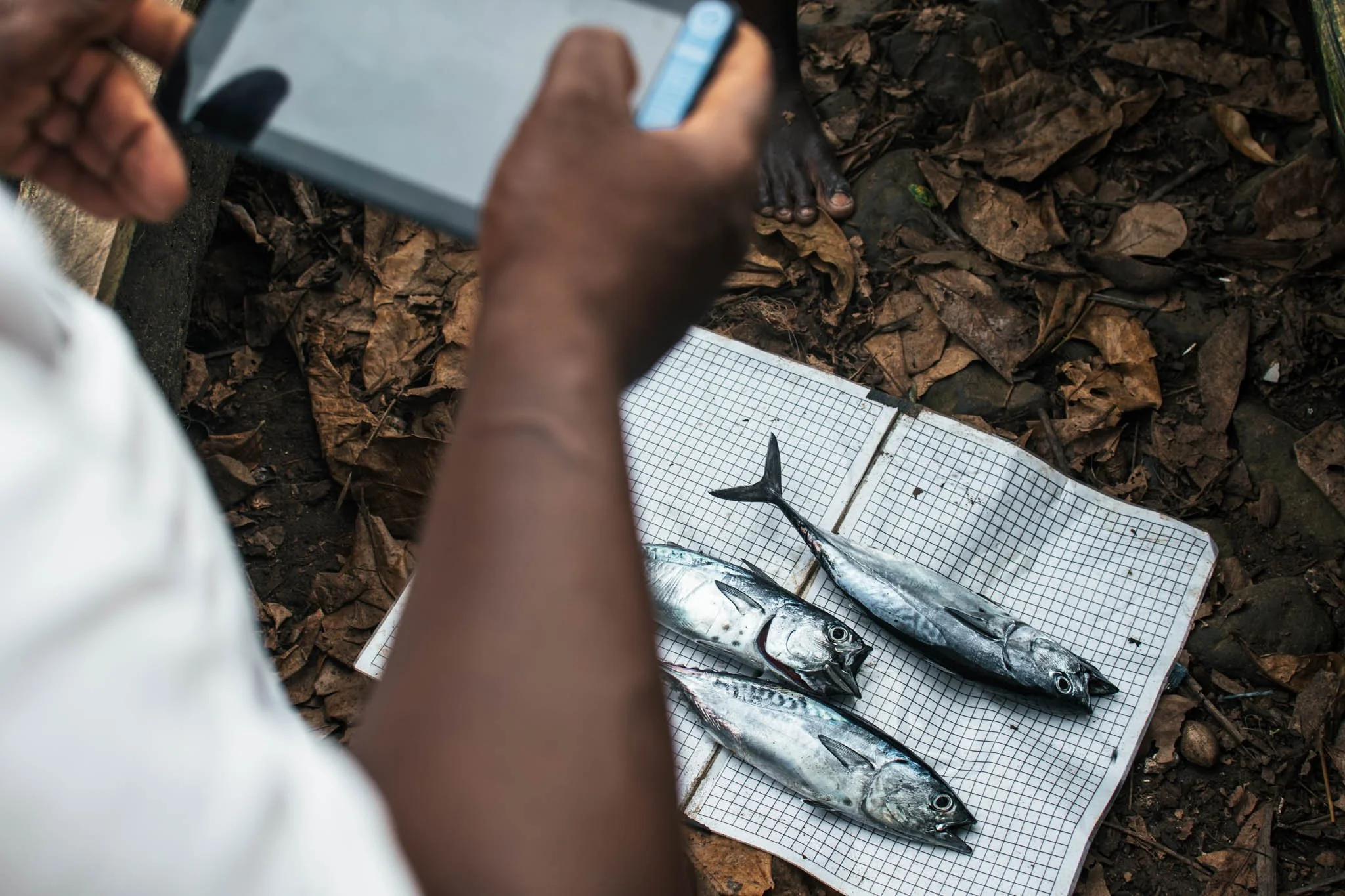 Recolha de Dados do Esforço de Pesca