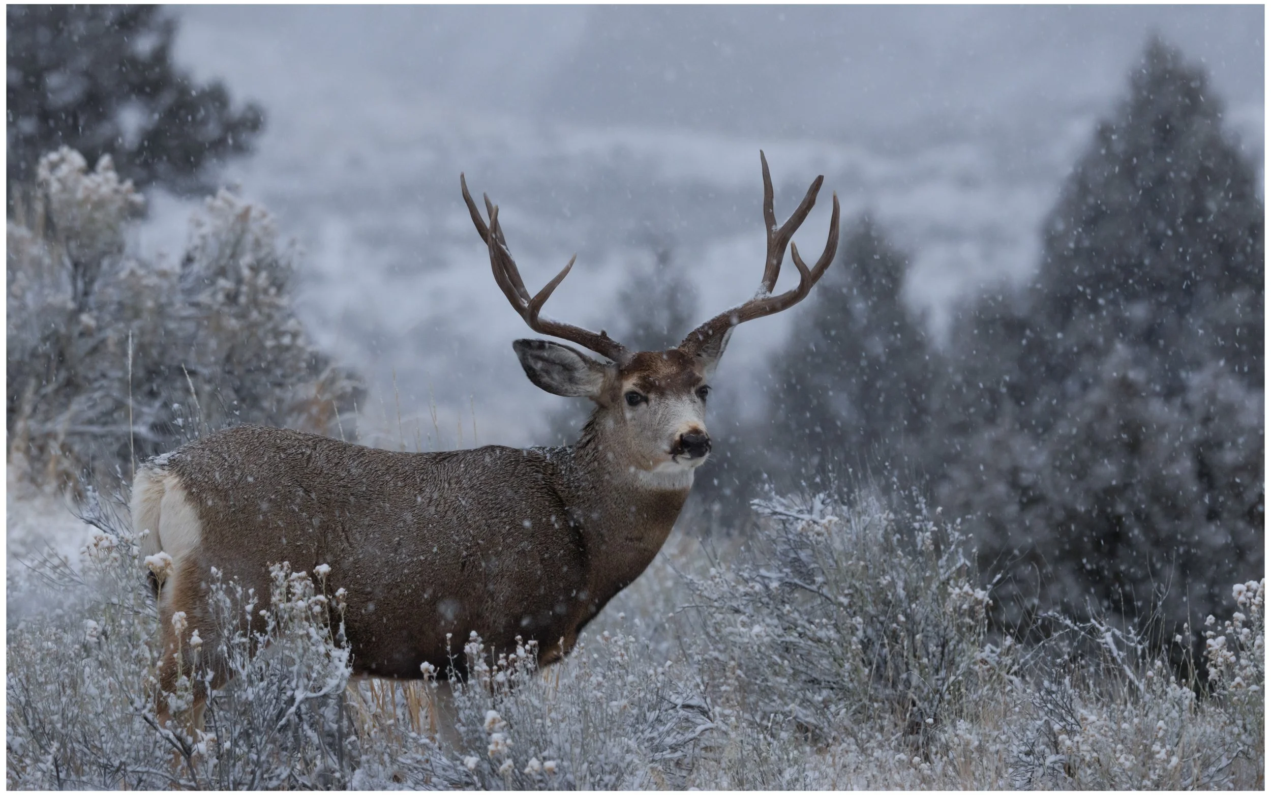 Crowned in Winter silence