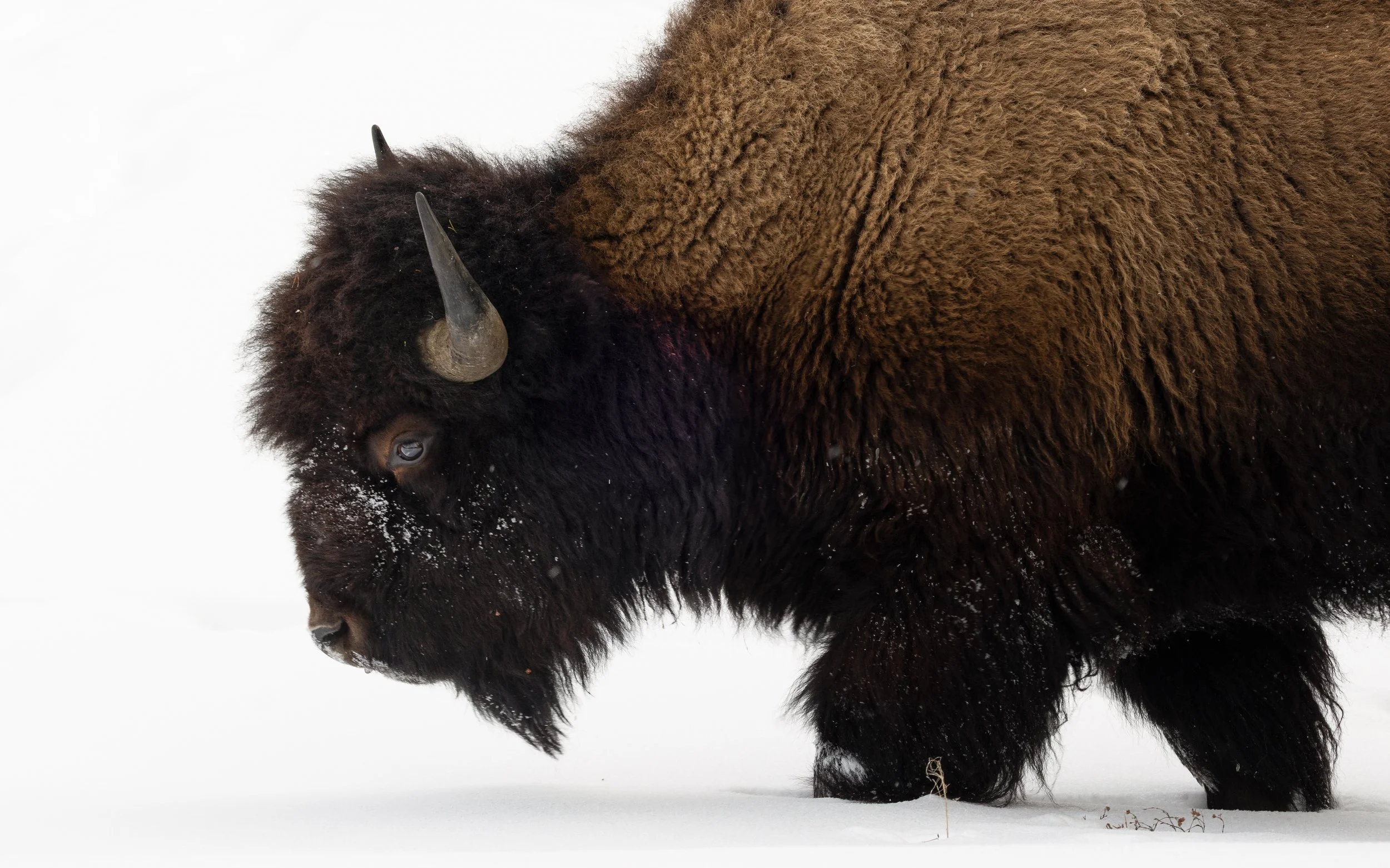 The Winter-born titan