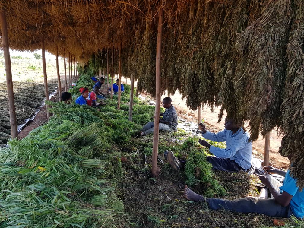 Drying the stalks