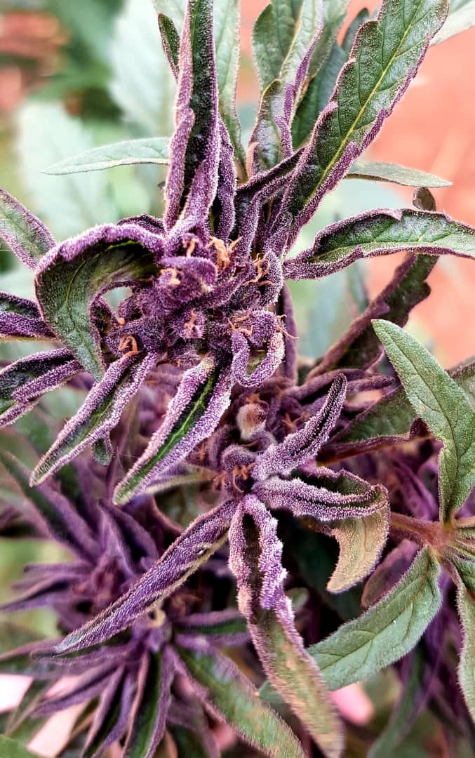 A low THC cannabis flower
