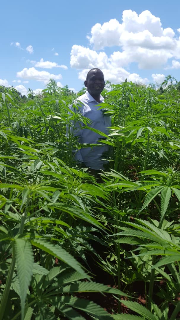 Nebert Nyirenda in our hemp field