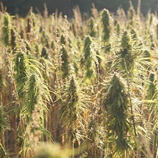 French energy firm will invest $23 million in #hempfuel gas plant to turn locally grown 3hemp into hydrogen and methane to be converted into electricity for buses and trains. Learn more about the #biomass process:  https://cstu.io/197963