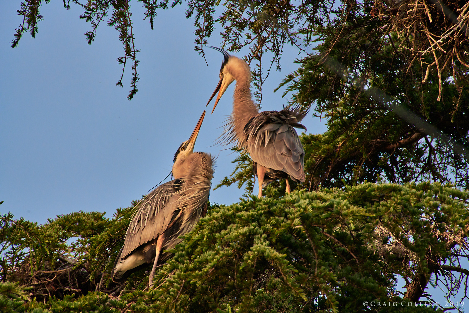 Great Blue Herons nesting at the corner of Tesla Avenue and Rokeby Street.