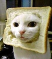 Breadcat+_1e63487a3127f2367c6f8049cb573b28.jpg