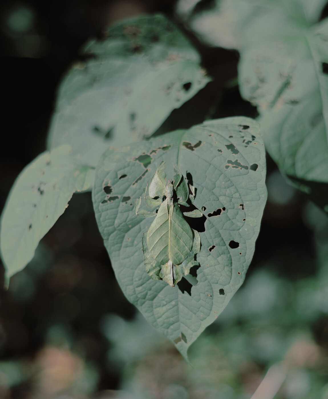 justin jun lee-leaf-insect-1.jpg