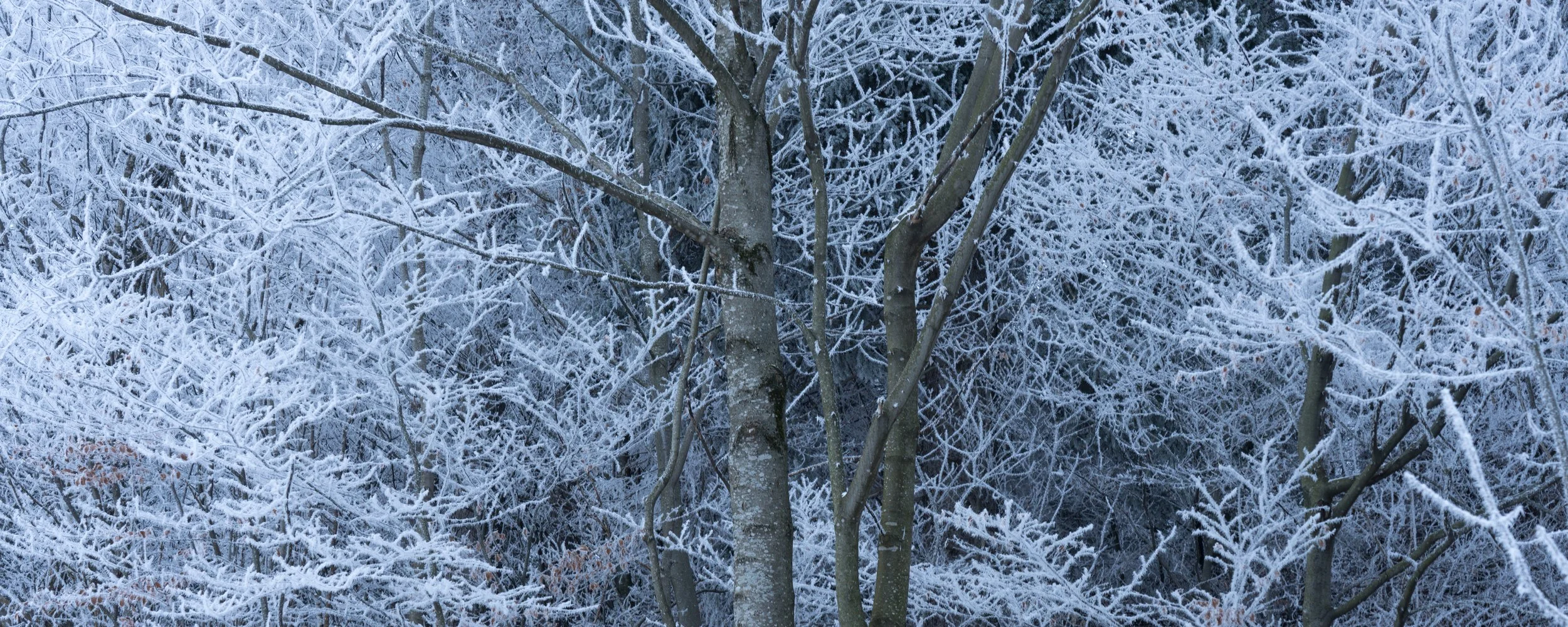 Winter Frost Valens - 1