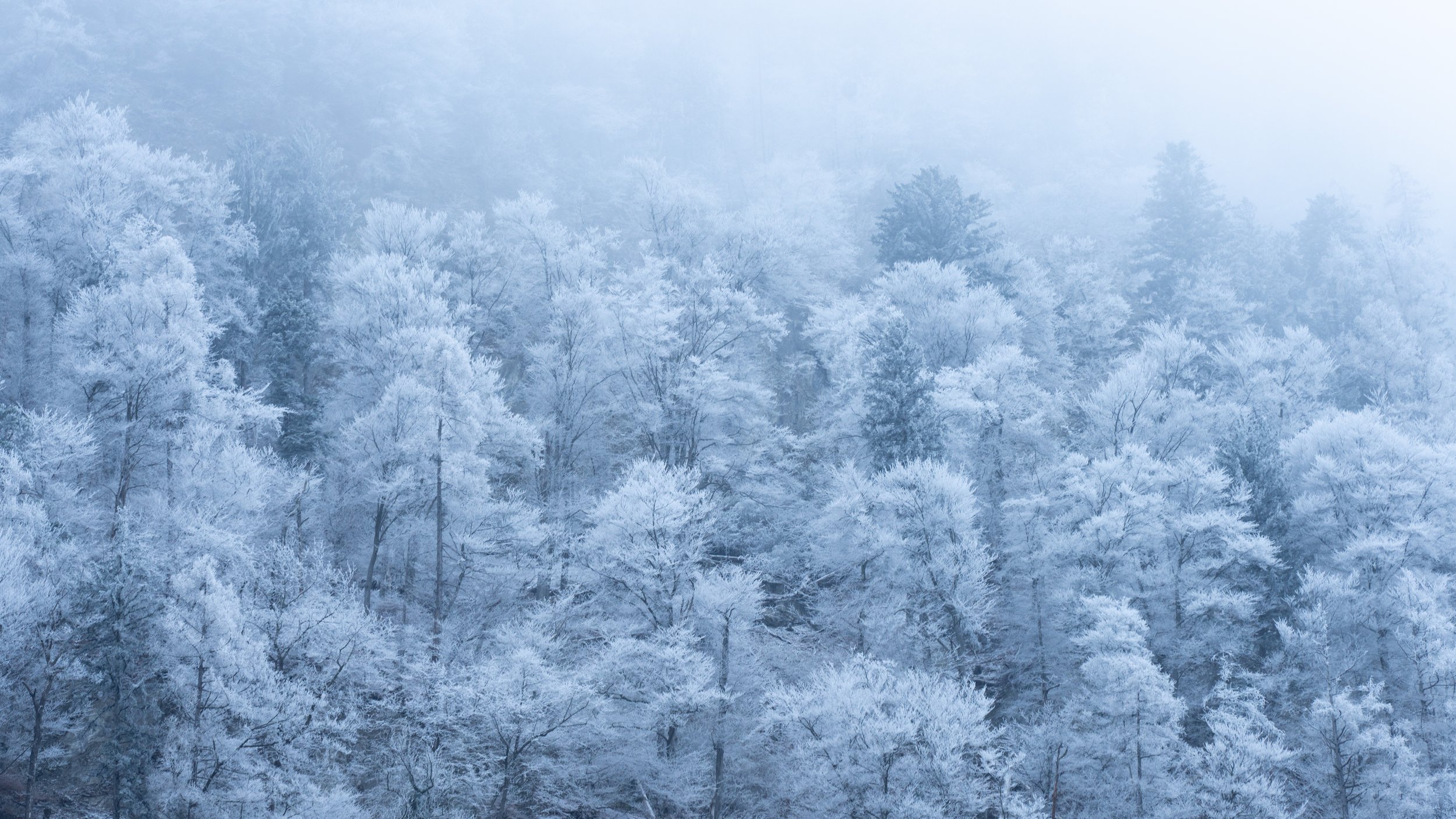 Winter Frost Valens - 2