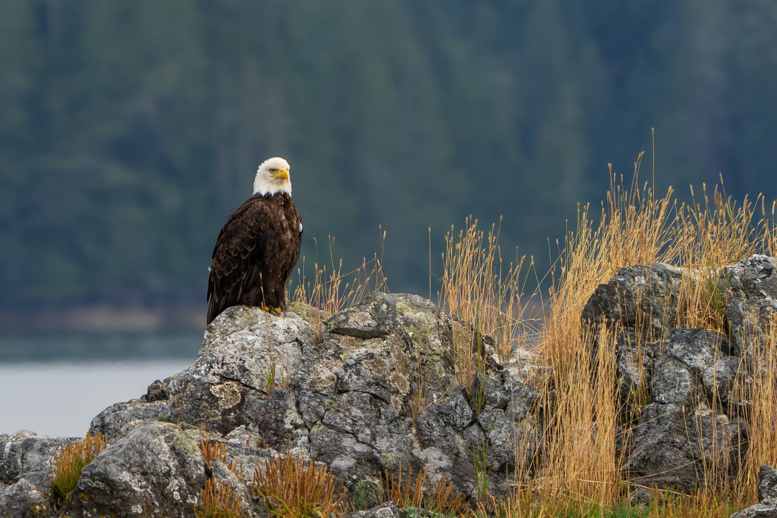 Bald Eagle around Tofino