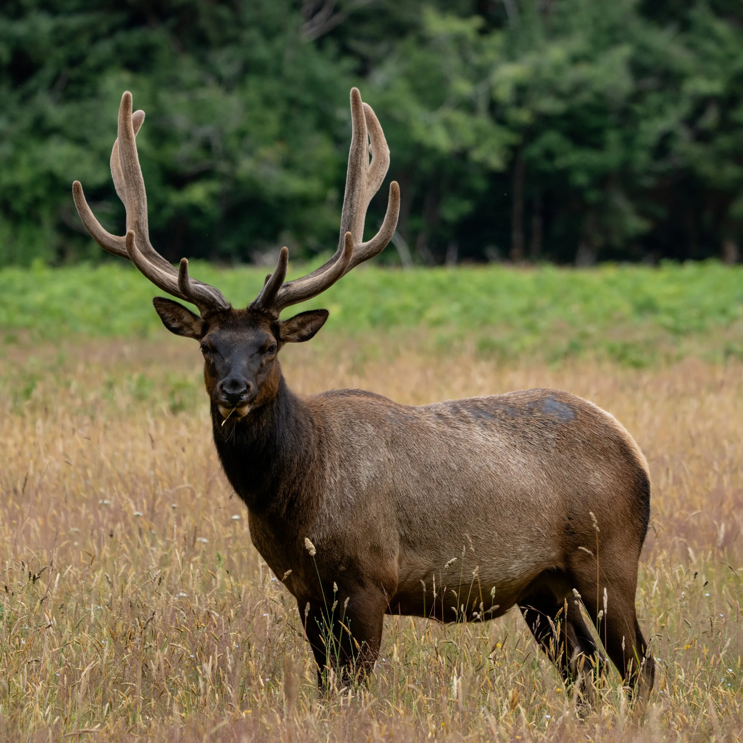 Mighty Elk in Redwood National and State Park