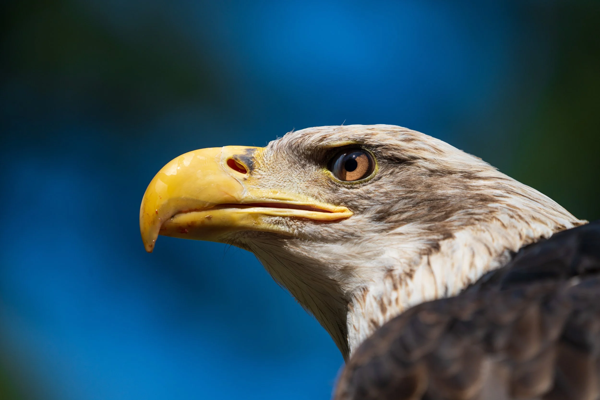 Bald eagle on Vancouver Island
