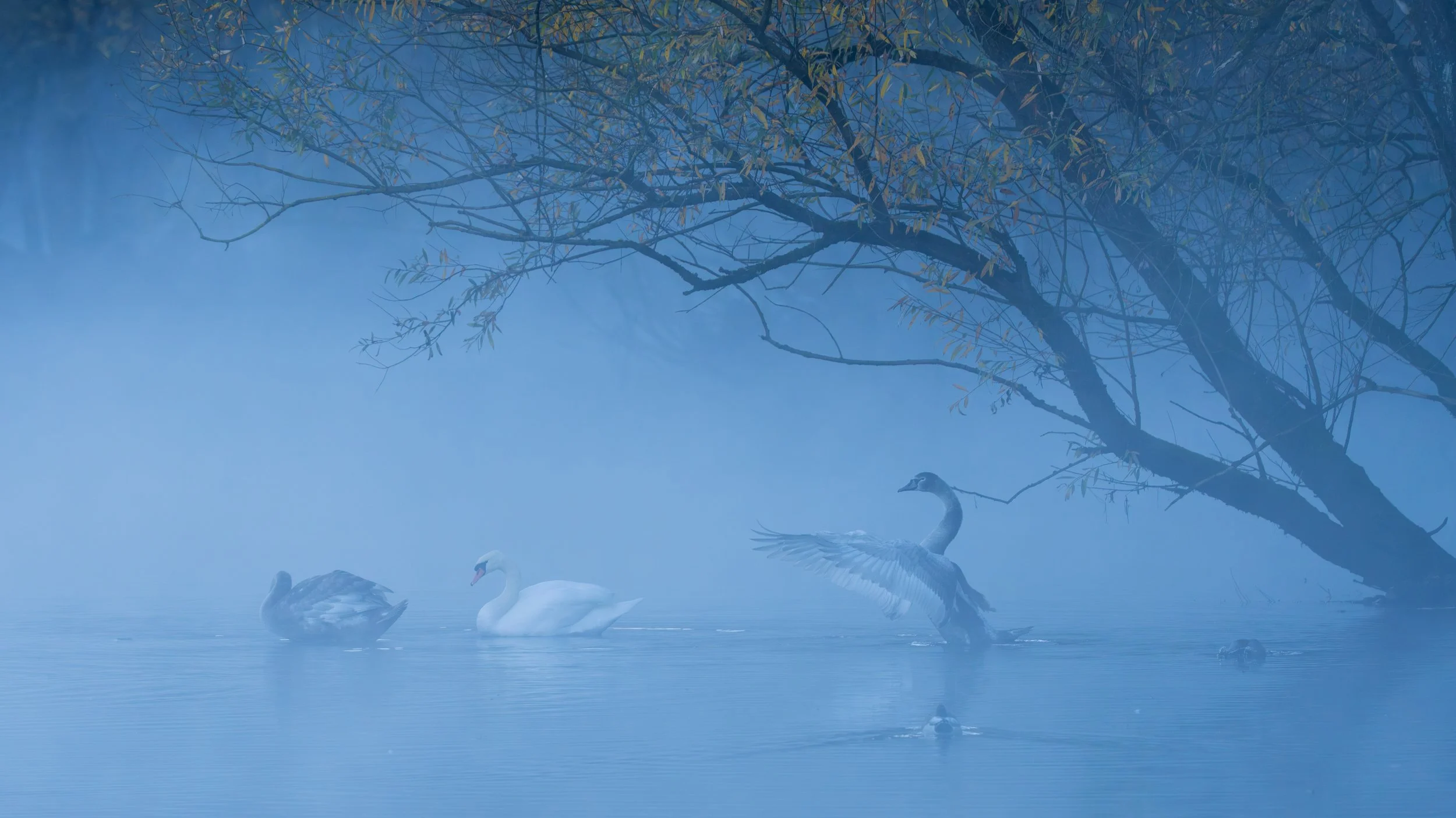 Misty morning swans scenery at Bolle di Magadino, Switzerland