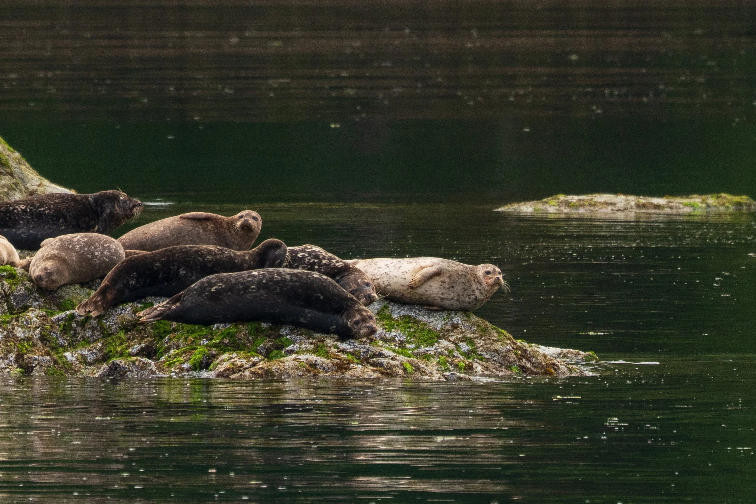 Seals close to Tofino
