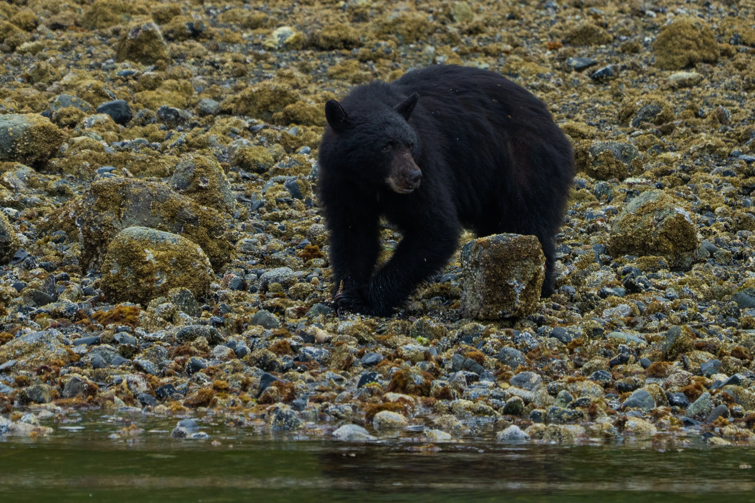 Black bear close to Tofino
