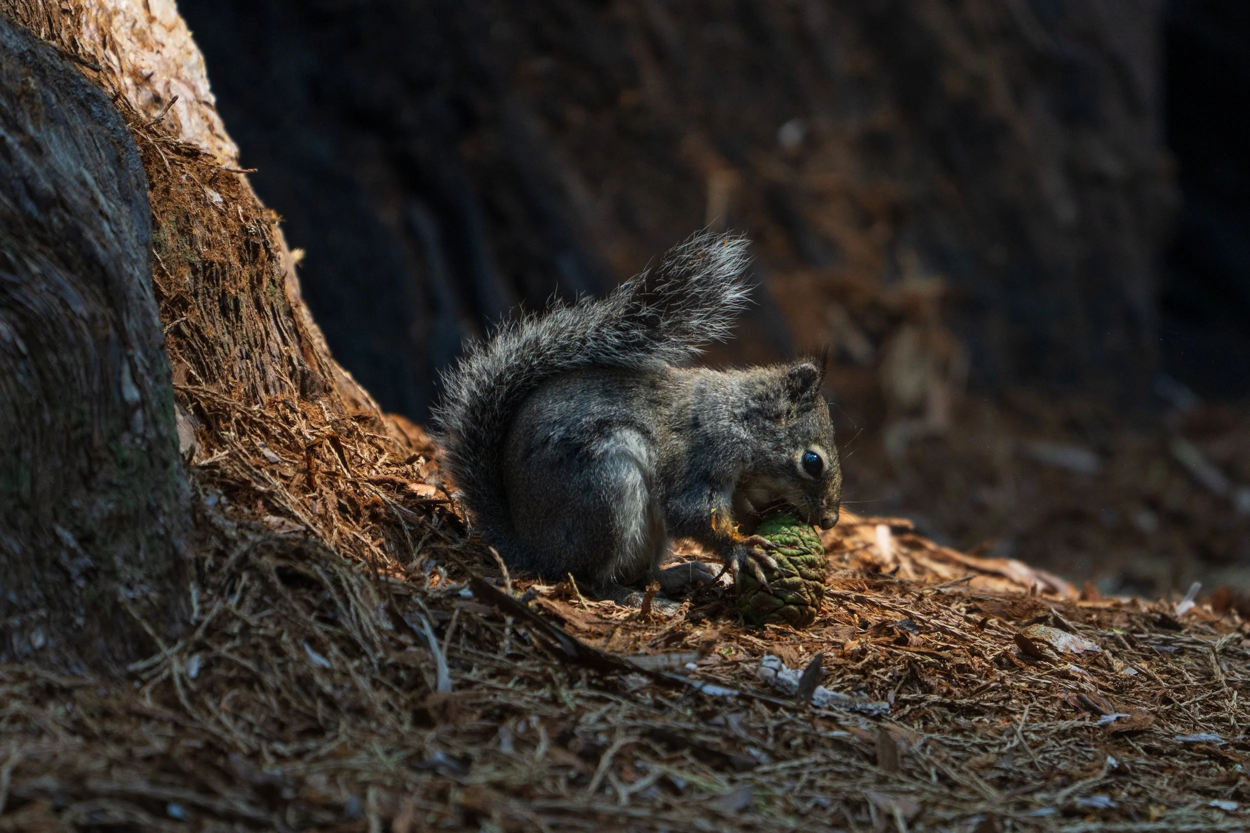 Squirrel at Sequoia National Park